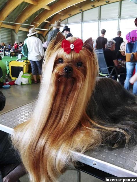 Miniatúrny yorkshirský teriér