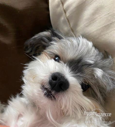 Biewer yorkshirský teriér