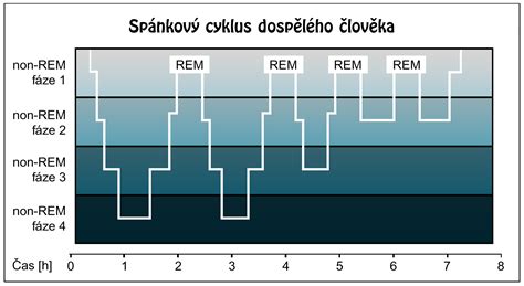 Štruktúra spánku psa