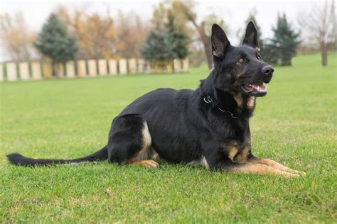 Nemecký ovčiak pri výcviku agility