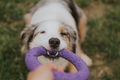 pes hrajúci sa s interaktívnou hračkou