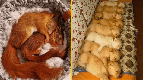 pes a majiteľ v objatí