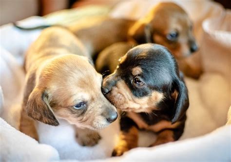 Príprava na príchod šteniatka