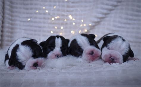 Ilustrácia šteniatka na hygienickej podložke