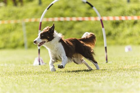 Pes prekonáva prekážku agility
