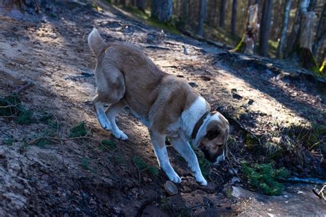 Stredoázijský ovčiak v akcii