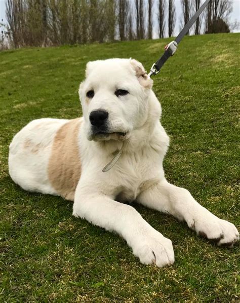 Šteniatko stredoázijského ovčiaka