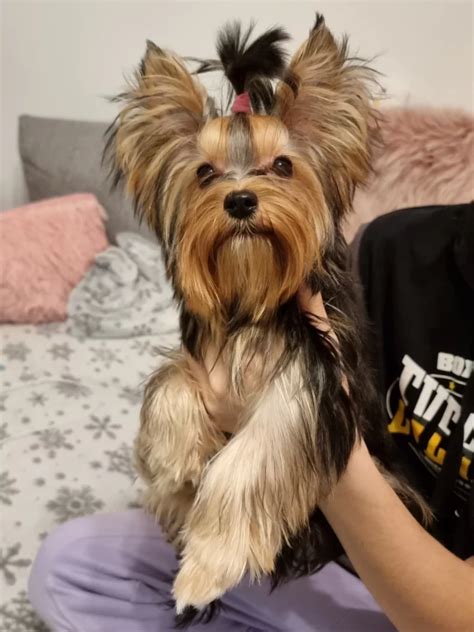 Typický vzhľad yorkšírskeho teriéra