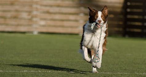 Pozitívna motivácia pri výcviku psa