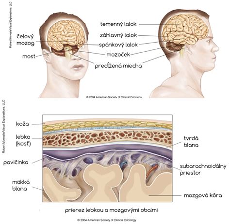 Ilustrácia neurotransmiterov v mozgu