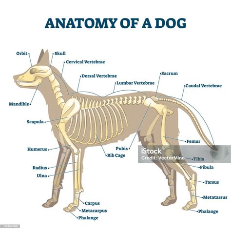Anatomická schéma kostry psa