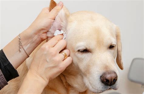 Ilustrácia príznakov prehriatia u psa