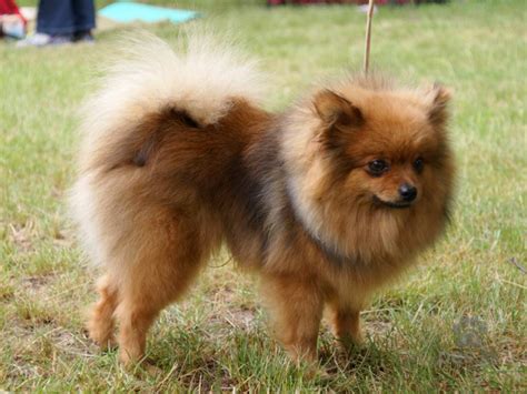 Pes nemecký špic v exteriéri