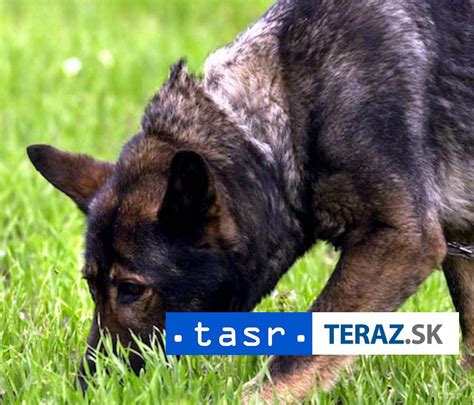 Pes na vôdzke na hradných múroch