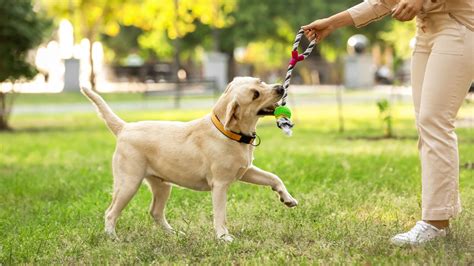 Pes vrtí chvostom v rôznych polohách