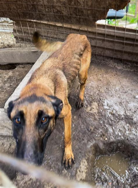 Pes prejavuje nedôveru voči neznámej osobe