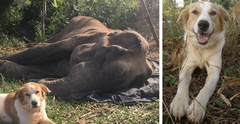 Pes v posledných chvíľach života