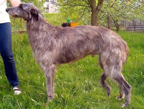 Škótsky jelení pes s rodinou