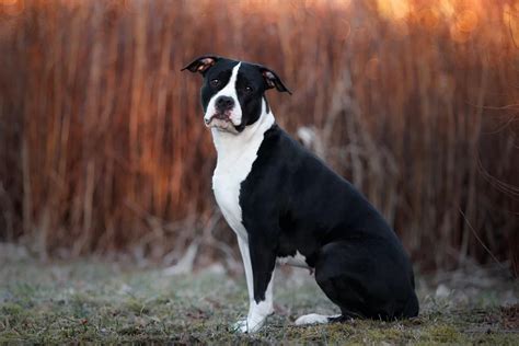 Dva psi stafordšírsky bulteriér a anglický buldoček vedľa seba