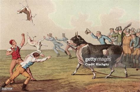 Historická ilustrácia bull-baiting
