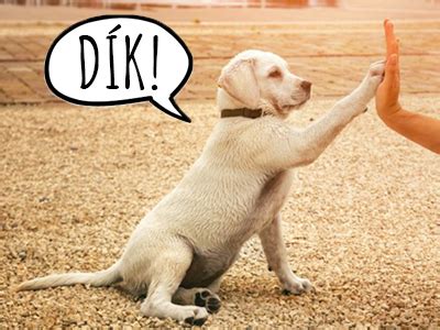 Ilustrácia reči tela psa