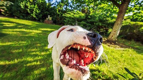 Ilustrácia argentínskej dogy na tričku