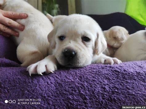 Labradorský retriever šteniatko rastie