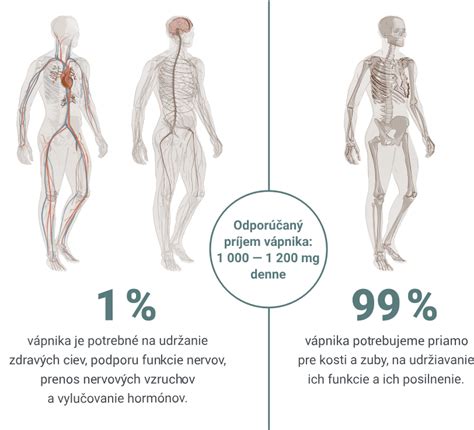 Schéma metabolizmu vápnika v tele psa