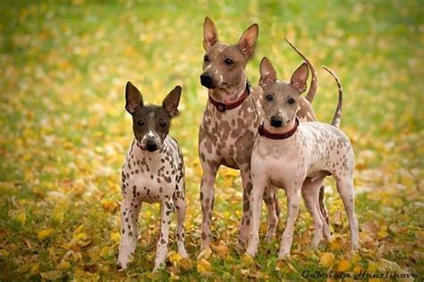 Americký bezsrstý teriér pri hre s deťmi