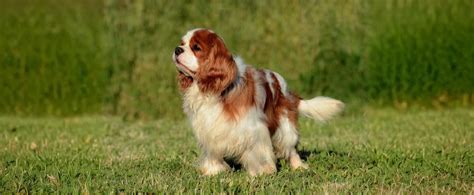 Porovnanie King Charles Španiel a Cavalier King Charles Španiel