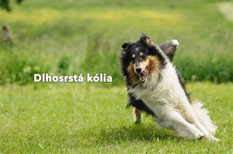 Pes s nedôverou sleduje návštevníka