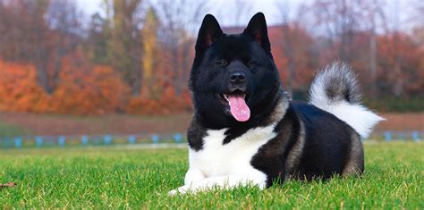 Mohutná americká akita v exteriéri