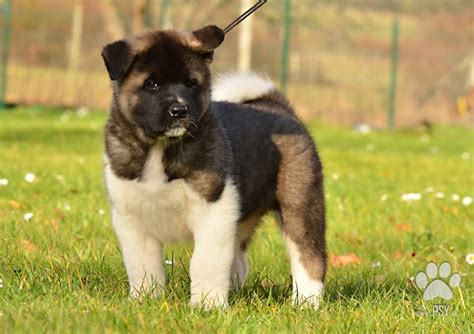 Detail hlavy americkej akity s typickými znakmi