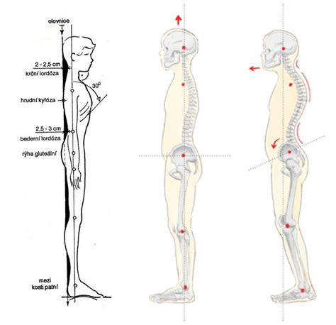 Pes zdvíhaný správne a nesprávne