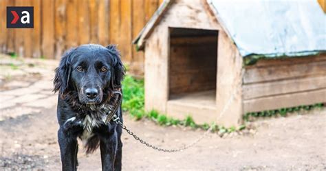 Ilustrácia psa na reťazi