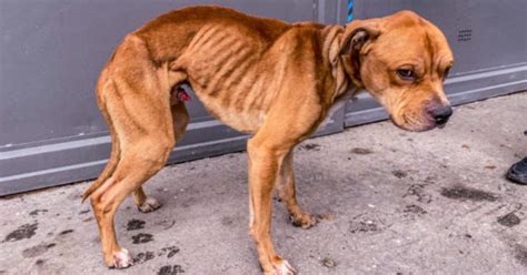 Štatistika pokút za týranie zvierat