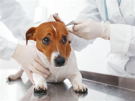 Ilustrácia psa pri návšteve veterinára