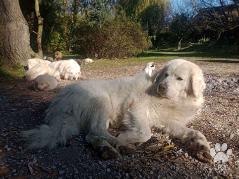 Detailná fotografia slovenského čuvača s dôrazom na jeho bielu srsť a stavbu tela