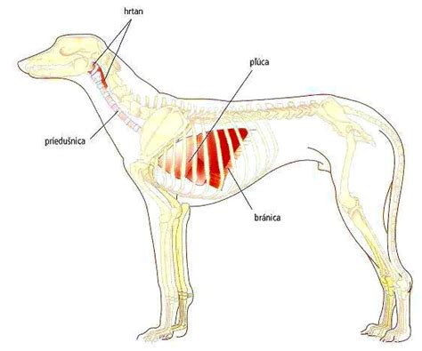 Ilustrácia porovnania čuchu psa a človeka, prípadne schéma psieho čuchového orgánu