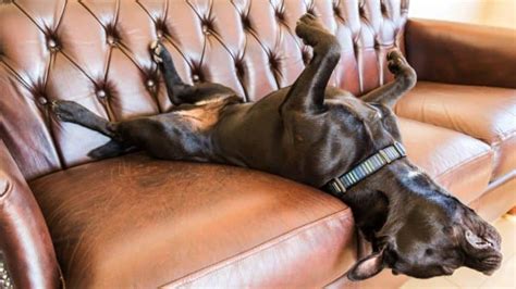 kreslený pes spí na gauči