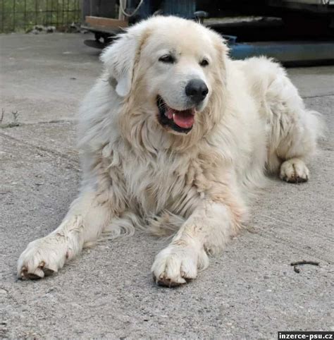 Slovenský čuvač s deťmi