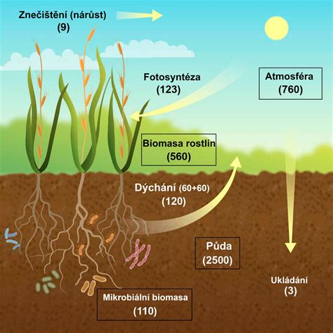 Schéma znázorňujúca cyklus svrbenia a lízania pri akrálnom lízacím granulóme
