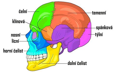 Schéma stavby tela jazvečíka s dôrazom na chrbticu