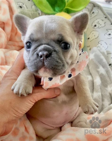 Šteniatko francúzskeho buldočka s hračkami