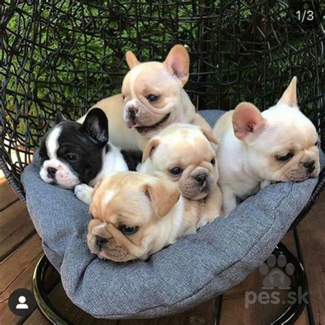 Čistenie záhybov na tvári francúzskeho buldočka