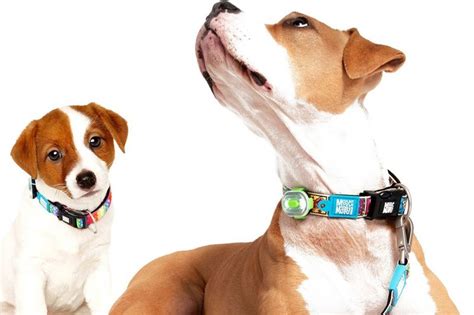 Šteniatko s obojkom