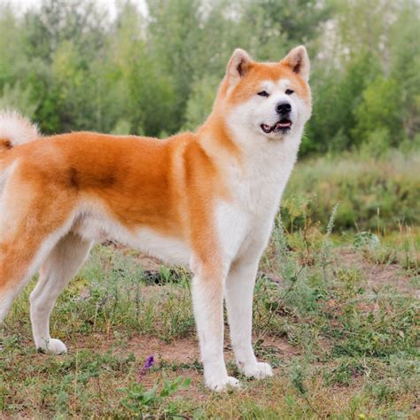 Temperament psa Akita Inu