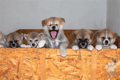 Šteniatko Akita Inu pri výcviku