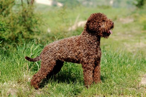 Šteňa Lagotto Romagnolo v dome