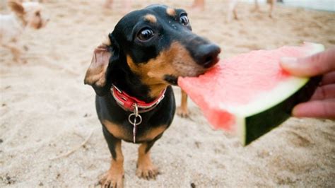 Pes žúžľajúci ponožku